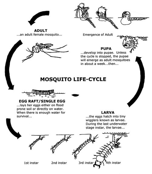 Download Insect, Malaria, Nature. Royalty-Free Vector Graphic | Mosquito  drawing, Mosquito, Insects